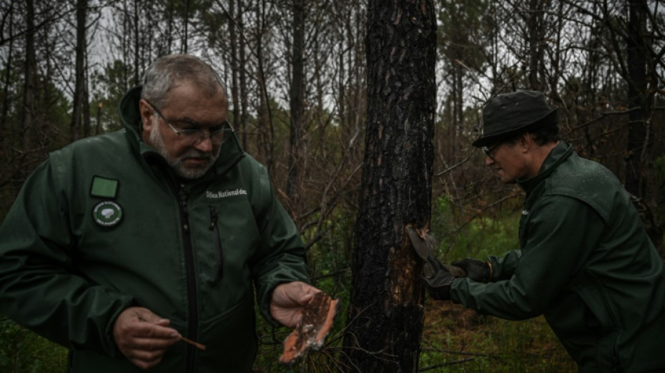 Gironde: apr&egrave;s les incendies monstres, la for&ecirc;t face aux insectes ravageurs