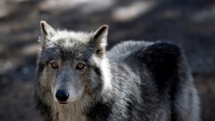 Le nouveau "plan loup" d&eacute;cri&eacute; par les &eacute;cologistes et les &eacute;leveurs