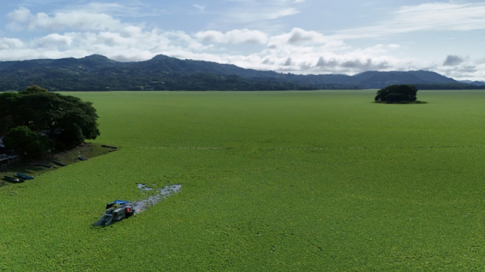 Planta aquática cobre lago em El Salvador e afasta turistas