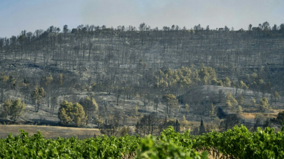 La vigne, un coupe-feu naturel qui s'estompe dans les Corbières