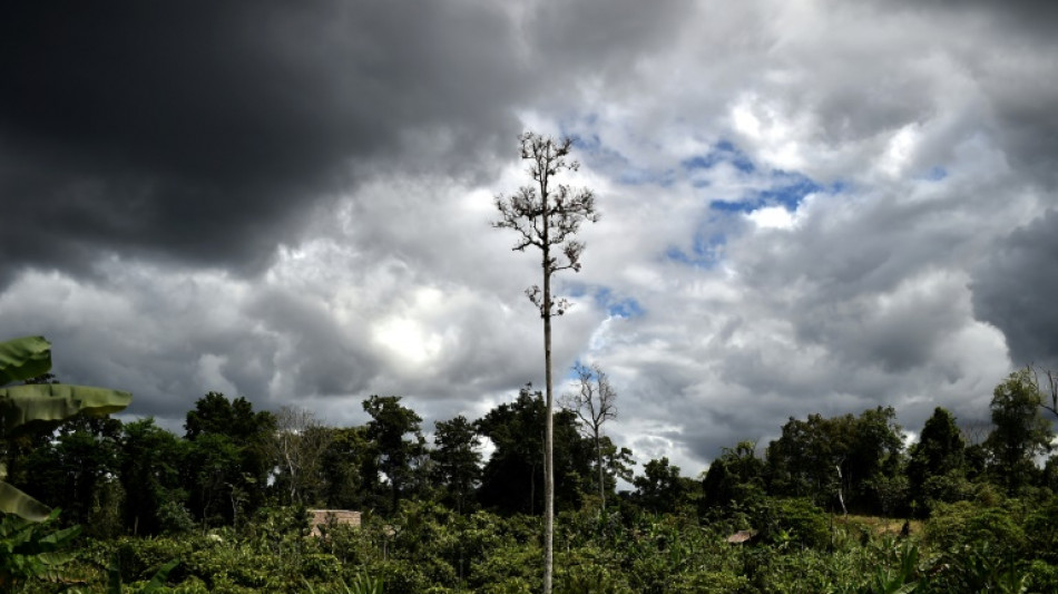 Papua New Guinea lifts ban on forest carbon credits