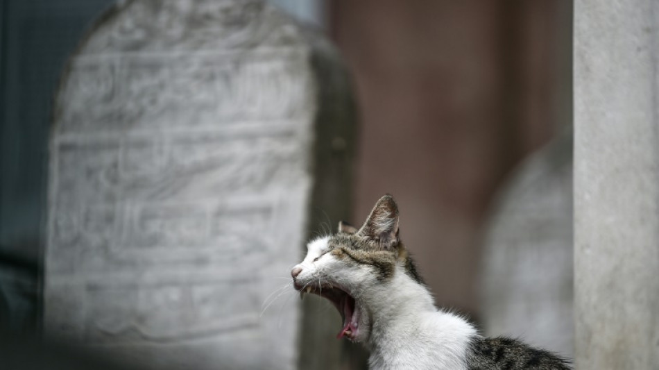 Katze bei&szlig;t Feuerwehrmann nach aufw&auml;ndiger Rettung aus Kamin krankenhausreif