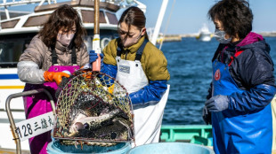 Le fugu, poisson de l'espoir pour les p&ecirc;cheurs de Fukushima