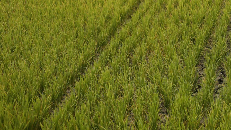 Moon-Rice, nasce in Italia il riso per le future basi spaziali