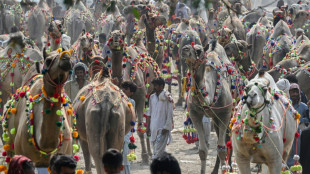 Au Pakistan, l'inflation galope et les acheteurs de chameaux sont rares avant l'A&iuml;d