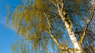 Bundesinstitut meldet Lieferengp&auml;sse bei zehn Heuschnupfen-Medikamenten 