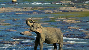 Handel mit Wildtieren: Elefantenhalter in Sri Lanka zu 15 Jahren Haft verurteilt