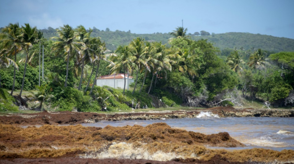 La Guadeloupe confront&eacute;e &agrave; une nouvelle arriv&eacute;e massive de sargasses