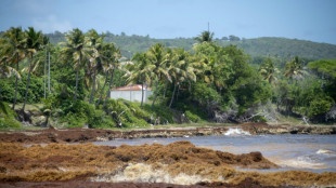 La Guadeloupe confront&eacute;e &agrave; une nouvelle arriv&eacute;e massive de sargasses