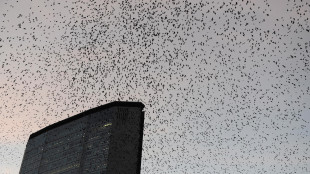 Con l'inquinamento luminoso gli uccelli cantano pi&ugrave; a lungo