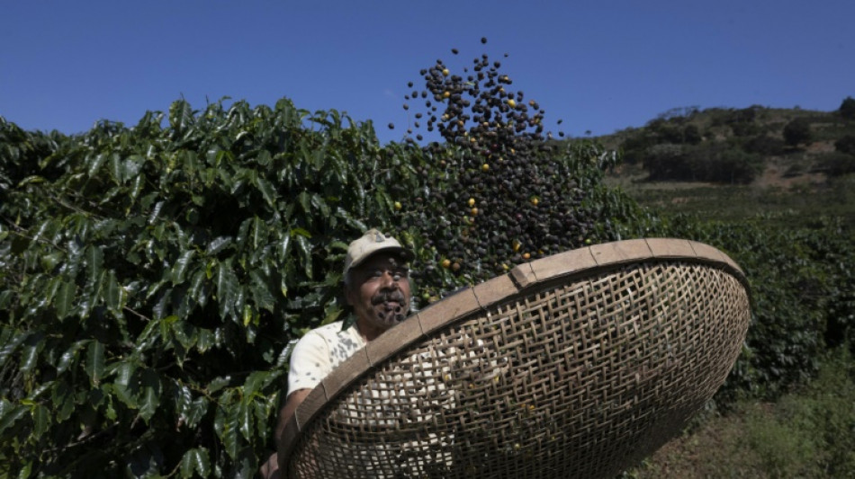Trump reduz tarifas sobre carne bovina, tomates, bananas e café