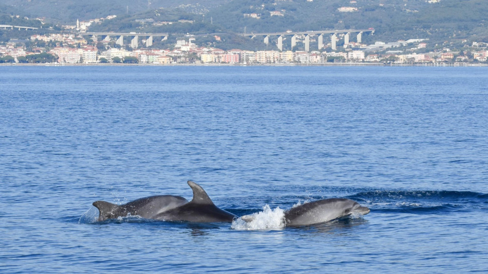 I delfini dell'Adriatico sempre pi&ugrave; dipendenti dai pescherecci per il cibo