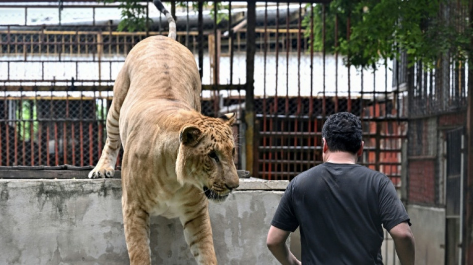 Tailandia, presa de la sobrepoblaci&oacute;n de leones domesticados