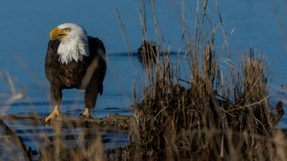Gobierno de Trump debilita la protecci&oacute;n de los h&aacute;bitats de especies en peligro de extinci&oacute;n