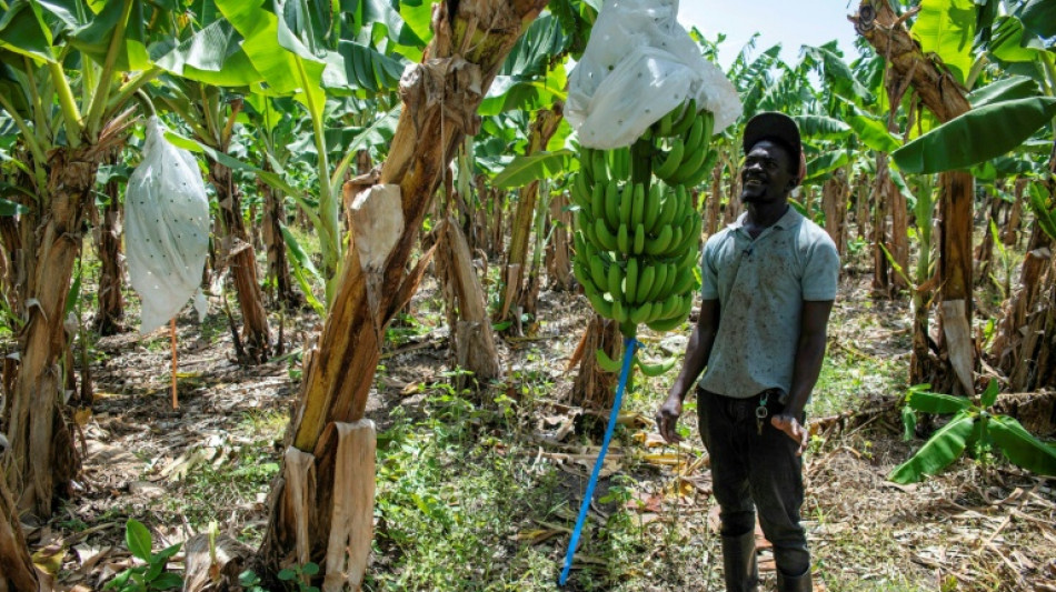 L'expulsion des Ha&iuml;tiens, coup dur pour l'&eacute;conomie de la R&eacute;publique dominicaine