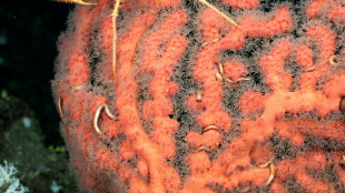 Descubren dos nuevos arrecifes de coral y montes submarinos en Gal&aacute;pagos