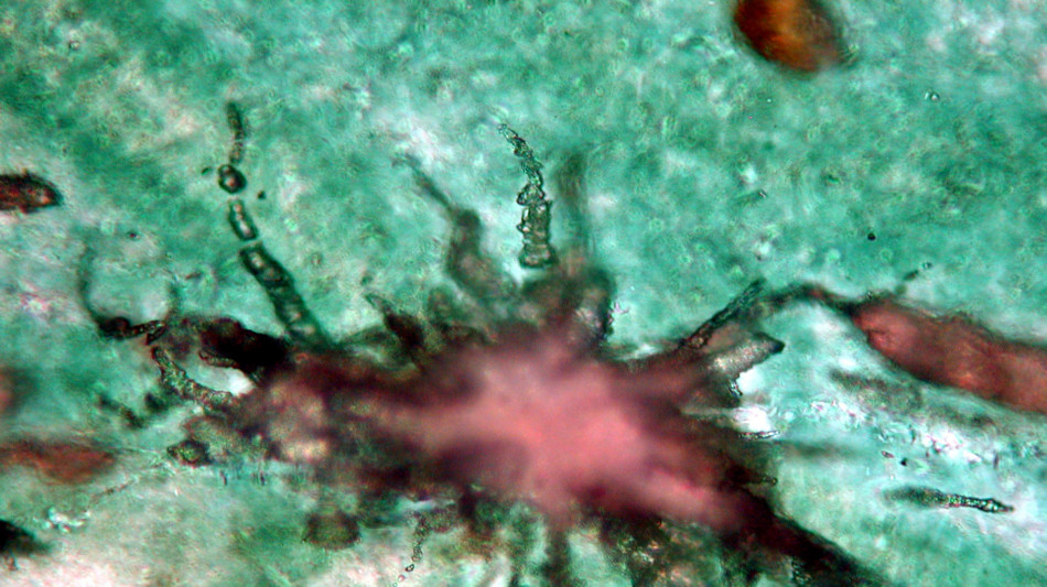 L'acqua ha modellato l'interno della Terra 3,1 miliardi di anni fa