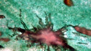 L'acqua ha modellato l'interno della Terra 3,1 miliardi di anni fa