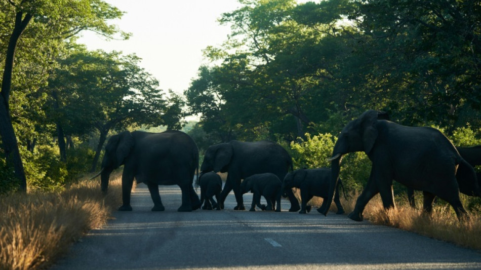 Zimbabwe to cull elephants and distribute meat to people