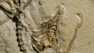 L'Archaeoptéryx possédait des plumes essentielles au vol