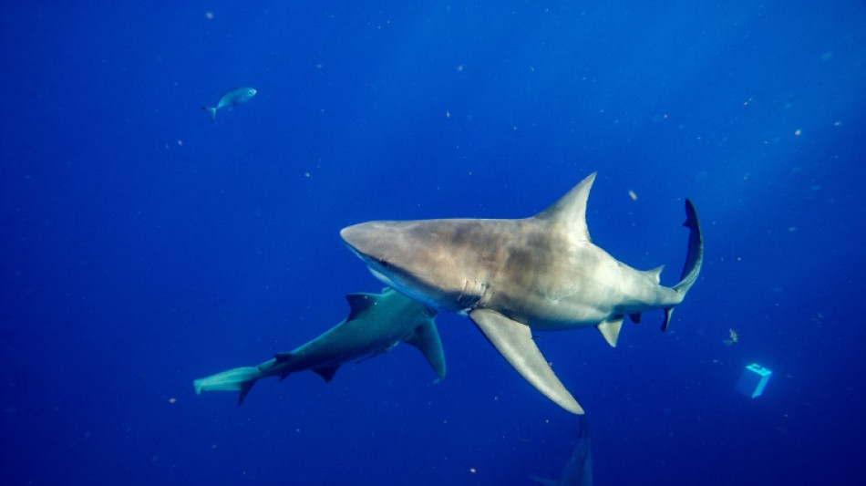 Les requins bouledogues s'attardent de plus en plus longtemps sur les plages de Sydney