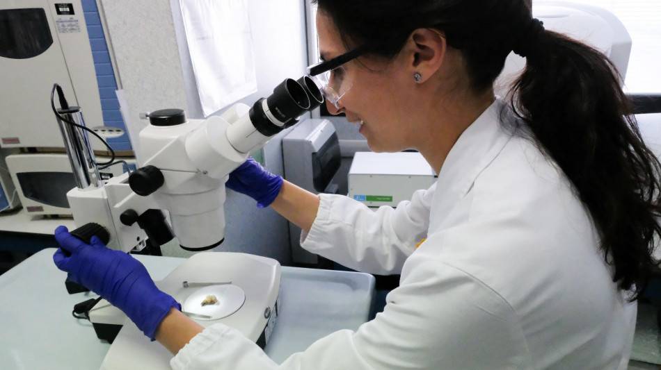 Ricostruito l&#039;albero della vita di 2 miliardi di anni fa