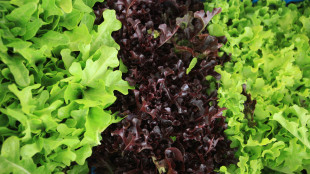 Dalla rucola un aiuto contro obesit&agrave; e glicemia alta