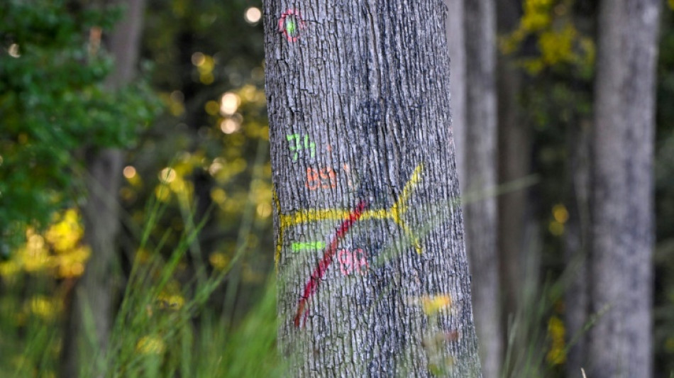 Exploiter et pr&eacute;server: l'art complexe de la gestion foresti&egrave;re