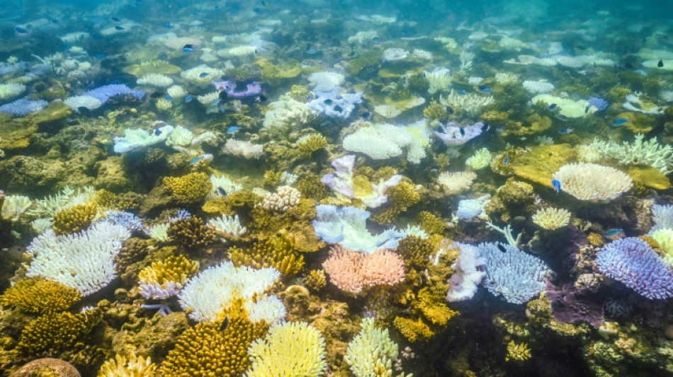 La Gran Barrera de Coral australiana, m&aacute;s amenazada que nunca