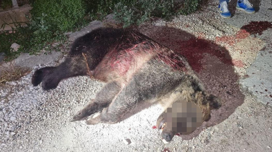 Prima udienza per l'uccisione dell'orsa Amarena rinviata per nullit&agrave;