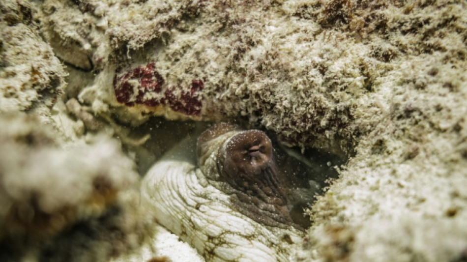 Tierschutzbund kritisiert Pl&auml;ne f&uuml;r Tintenfische aus Aquakulturen in Spanien