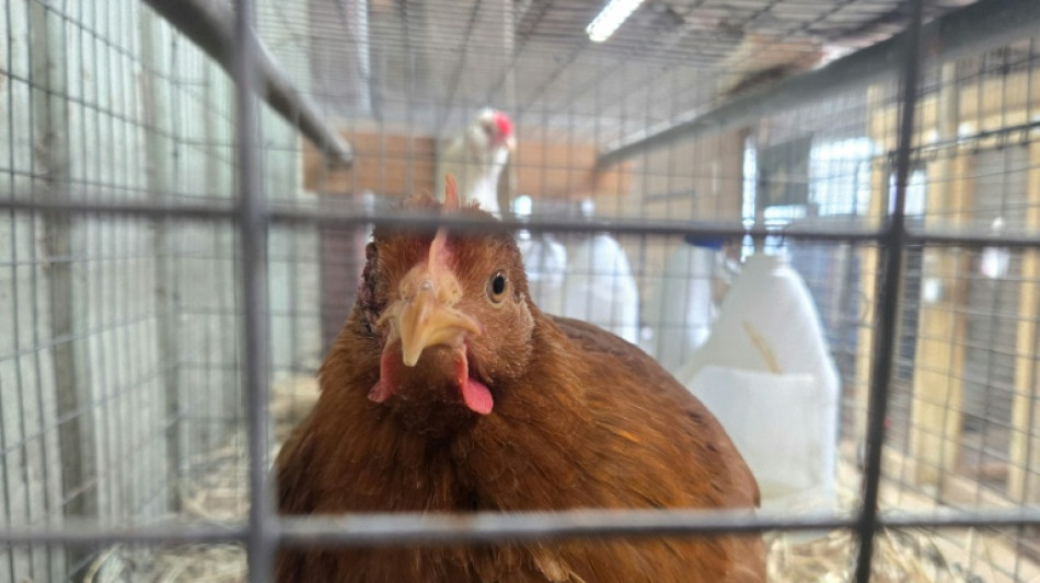 Tausende Masth&auml;hnchen verenden bei Brand in Betrieb in Baden-W&uuml;rttemberg