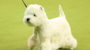 Mann in Nordrhein-Westfalen begeht Einbruch mit kleinem Hund im Schlepptau