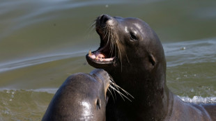 EEUU, a la caza del hombre que decapitó a un león marino muerto en California