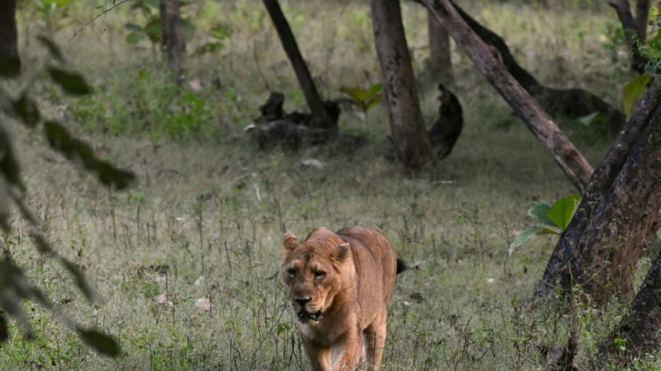 En Inde, la lente renaissance des lions d'Asie