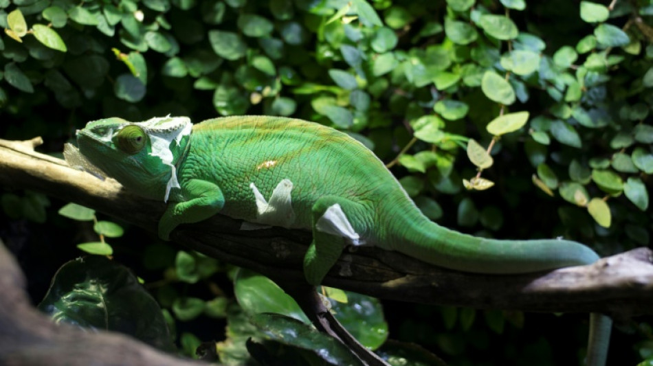 Cham&auml;leon l&ouml;st Polizeieinsatz in Garten in Nordrhein-Westfalen aus