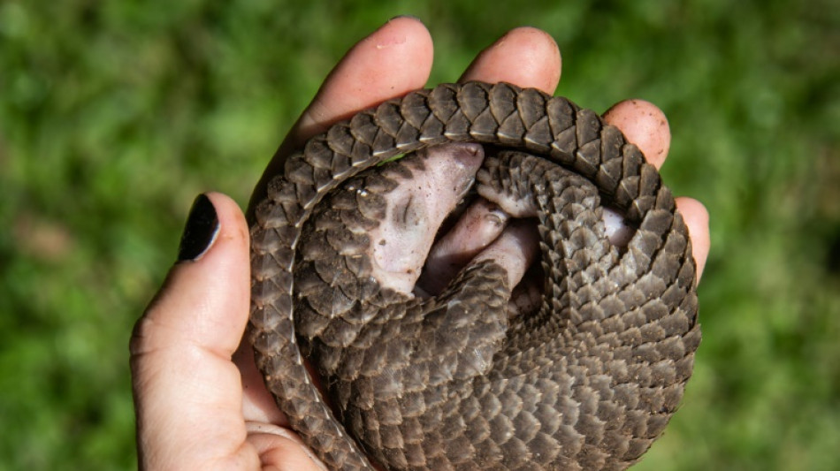 Conservationists call for more data to help protect pangolins