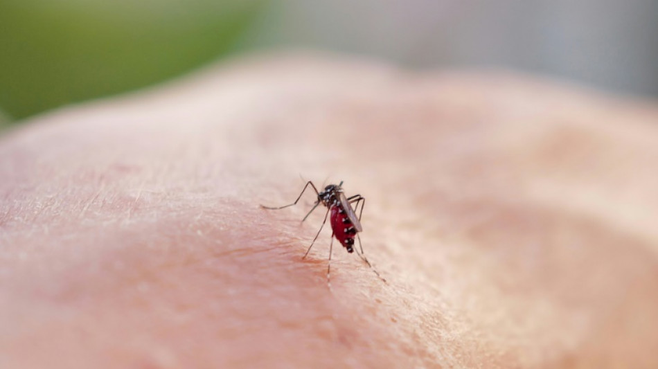 Plus de 3.000 cas de dengue en m&eacute;tropole depuis le d&eacute;but de l'ann&eacute;e