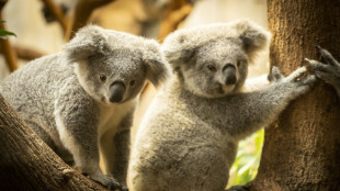 Gr&ouml;&szlig;te Genomdatenbank zu Koala-Stammb&auml;umen soll Bestand sch&uuml;tzen