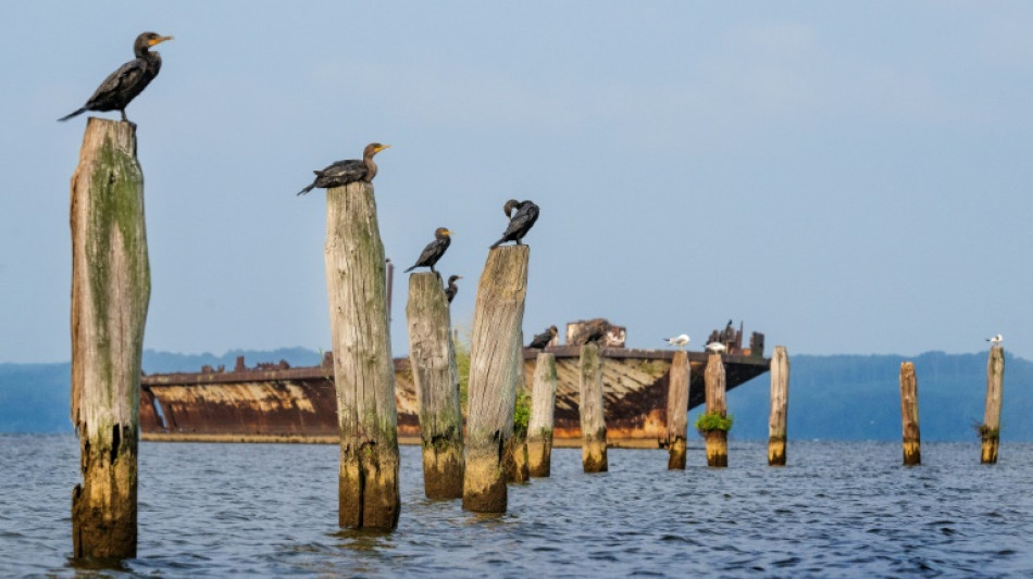Nuevo estudio explica la disminución de la población de pájaros en América del Norte 