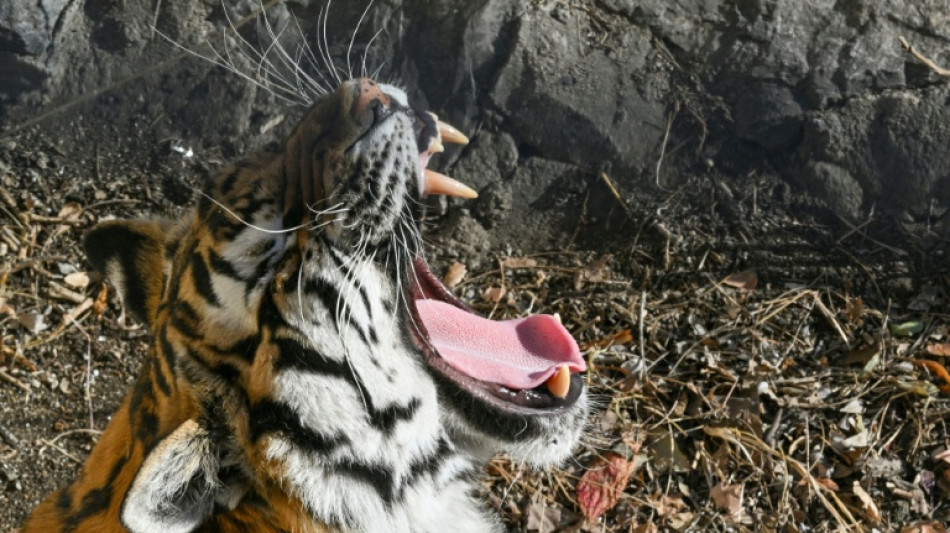 Viol&ecirc;ncia armada em estado mexicano for&ccedil;a transfer&ecirc;ncia de centenas de animais selvagens