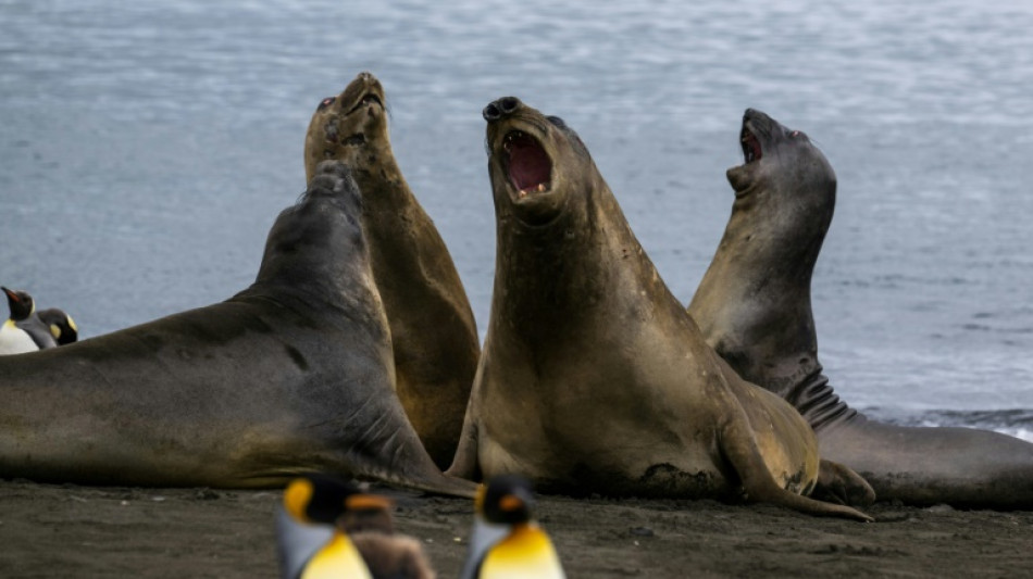 Mortalit&eacute; anormale d'&eacute;l&eacute;phants de mer sur une &icirc;le de l'archipel Crozet
