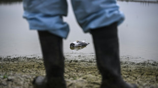 La transmission de la grippe aviaire H5N1 &agrave; l'homme "est une &eacute;norme inqui&eacute;tude" (OMS)