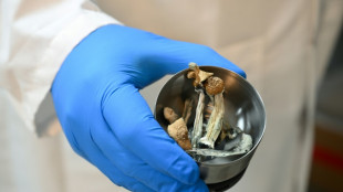 La Nouvelle-Z&eacute;lande autorise l'usage m&eacute;dical des champignons hallucinog&egrave;nes