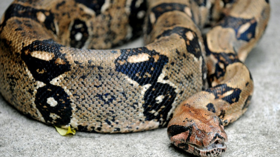 Spazierg&auml;nger findet in Hessen tote W&uuml;rgeschlange im Wasser