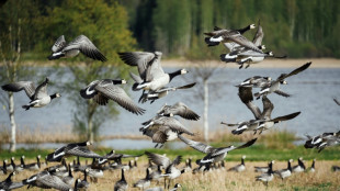 Agriculteurs versus oies sauvages: en Finlande, le r&eacute;chauffement climatique cr&eacute;e des conflits