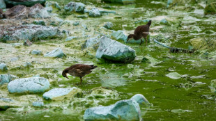 Le plus grand lac du Royaume-Uni suffoque à cause des algues toxiques