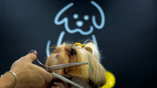 M&aacute;s all&aacute; de la muerte: en Sao Paulo, las mascotas pueden ser sepultadas con sus amos