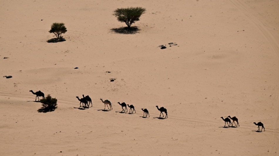 Arabia Saudita entregar&aacute; pasaportes a camellos para gestionar mejor las manadas