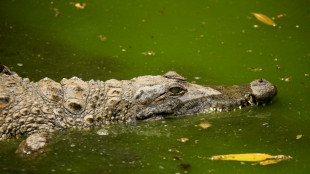 Plus de 200 crocodiles abattus dans une ferme de Cisjordanie 